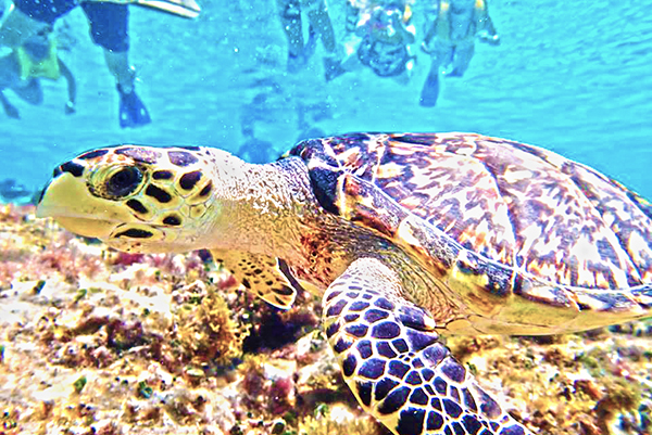 jeep tour in cozumel jeep excursion