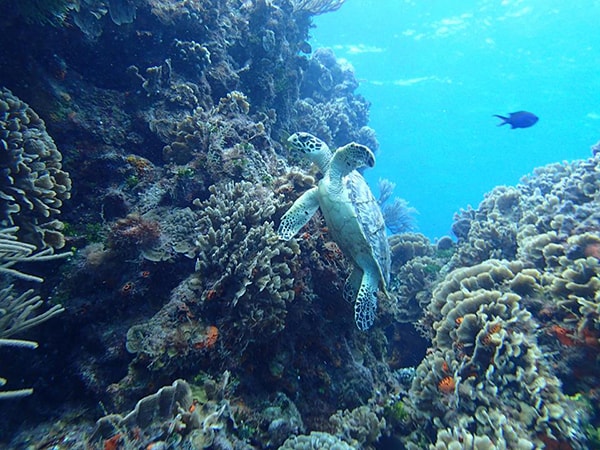 snorkeling cozumel with the best snorkeling tour in cozumel mexico