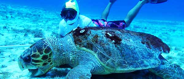 best cozumel snorkel tour in cozumel mexico